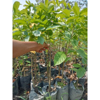 Bibit Pohon Baobab 50 cm Up Pohon Langka Bernilai Tinggi Tahan Panas Cocok untuk Taman dan Kebun