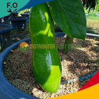 Bibit Alpukat Kelud / Alpukat Subang hasil sambung pucuk