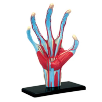 4D Hand Assembling Toy Perspective Bone Anatomy Model Transparent Skeleton Model