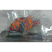 Lionfish 螢光獅子魚