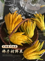 佛手柑鮮果水培植物帶大果室內盆栽觀賞擺件新鮮水養綠植插花聞香