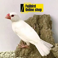 BURUNG GLATIK PUTIH FINCH PILIHAN AVIARY