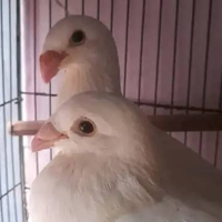 BURUNG MERPATI HIAS GBH SEPASANG