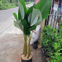 TANAMAN HIAS CALATHEA LUTEA/CALATHEA PISANG PISANGAN RIMBUN