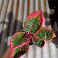 tanaman hias aglonema kanza remaja