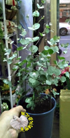 5吋盆 [加檸胺或蘋果胺樹盆栽 尤加力盆栽 曬乾可做乾燥花束] 活體香草植物盆栽，可食用.料理或泡茶~半日照佳