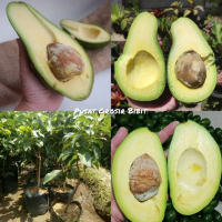 Bibit Alpukat Pluwang Tinggi 1 Meter Up Batang Besar Cepat Berbuah