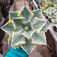 Tanaman hias unik agave fersafelti Lucu unik hiasan meja koleksi JUMBO