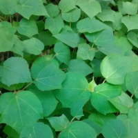 Biji benih pohon kayu balsa | ochroma pyramidale
