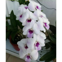 Anggrek Dendrobium Chaopraya Sweet MINI - Tanaman hias hidup - Bunga