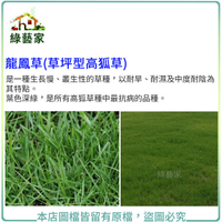 【綠藝家】龍鳳草種子1公斤(草坪型高狐草)