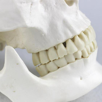 模具仿真人頭骨模型樹脂骷髏頭醫學頭骨美術臨摹1:1鬼頭整蠱擺件可拆