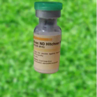 Vaksinasi ND HB1 D100) VAKSIN AWAL AYAM VAKSI TETES AYAM VAKSIN ITUK VAKSIN BEBEK