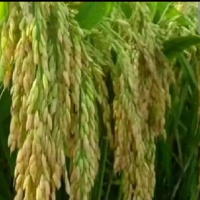 Benih Padi HIBRIDA 06 Super Unggul Kemasan 5kg