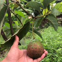Bibit Tanaman Buah Alpukat Miki-Bibit Tanaman-Bibit Buah