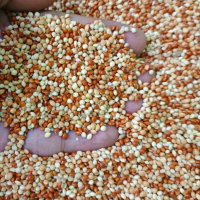 Pakan Burung Milet Campur 1kg - Isi Milet Merah 500gr, Putih 250gr, dan Kuning 250gr