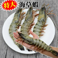 【海肉管家】特大海草蝦X1尾(120g±10%含冰重/尾)