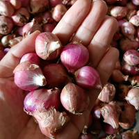 Bawang Merah Lokal dari Petani Bawang di Jombang Bawang Merah untuk Bumbu Sedap