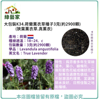 【綠藝家】大包裝K34.荷蘭薰衣草種子3克(約2900顆)(狹葉薰衣草.真薰衣)