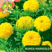 Benih Bibit Bunga Matahari Benih Murah Berkualitas Marigold Perancis