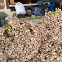 กระเทียมไทยม่วง ชุด 2 กก 159 บาท
