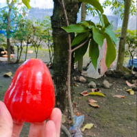 cangkok jambu air citra manis