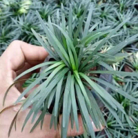 Tanaman Kucai Mini Rumput
