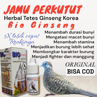 BIOGINSENG JAMU BURUNG PERKUTUT LOKAL HERBAL RAJAGANTANGAN