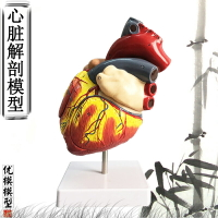 1:1標準人體心臟模型解剖可拆卸教學模型仿真自然大心臟模型醫學
