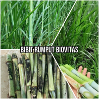 Bibit Rumput (GAJAH BIOVITAS) Untuk Pakan Ternak Domba, Kambing, Sapi Dan Unggas