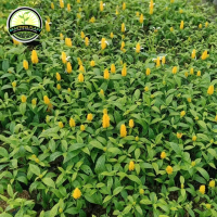 tanaman hias bunga lolipop kuning - pohon lolipop outdoor