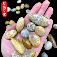 彩鏈之家天然水晶碎石菊花石礦石標本原石擺件魚缸造景花盆裝飾石
