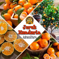 Bibit Jeruk Mandarin Pakistan. Bibit Jeruk Manis Mandarin Kualitas Super Siap Tanam