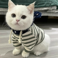 貓咪衣服秋季公貓幼貓英短貓貓無毛布偶貓保暖寵物秋冬毛衣服用品