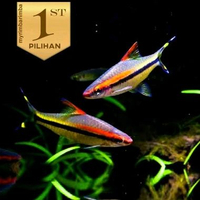 Pontius Torpedo Barb Ikan Hias Aquascape Hiasan Aquarium Tanaman Air -