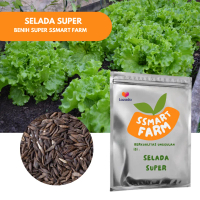 BENIH BIBIT BIJI SELADA HIJAU Daun