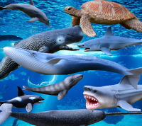 仿真海洋動物模型實心擺件魚缸兒童玩具水生藍白鯨鯊魚海豚海龜