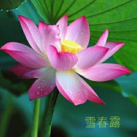 大型荷花種子 觀賞荷花 花籽 池塘專用蓮藕種子 水生花卉種子