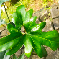 Thaumatophyllum African Fantasy | Tanaman Hias Indoor