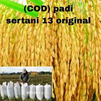 Benih/Bibit padi sertani 13 berkualitas supper unggul kemasan 1kg kelengkeng