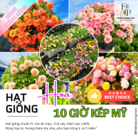 Hạt giống Hoa 10 Giờ kép Mỹ mix tất cả các màu. Hạt giống Hoa 10h tỉ lệ nảy mầm cao, có video hướng 