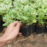 tanaman hias krokot putih kriminil - pohon kerokot putih