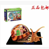 4D MASTER Puzzle assembly Snail Anatomy Assembled model 22*16*9.5cm free shipping