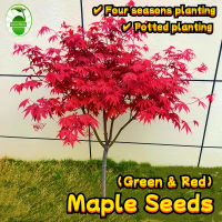45เมล็ด/ซอง ต้นเมเปิ้ล เมล็ดพันธุ์ ต้นเมเปิ้ลแดง เมล็ดบอนสีเทพๆ Maple Tree Seeds American Red Maple 