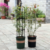 園藝花支架植物爬藤架月季花鐵線蓮攀爬架組裝花架牽牛花黃瓜架子