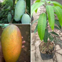 Bibit pohon mangga kiojay tabulampot genjah manis
