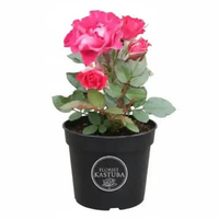 Tanaman Bunga Mawar Baby Rose Merah Dikirim Full Media