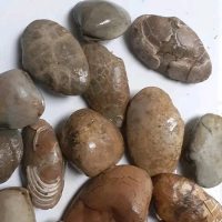 kijing buntet asli alam