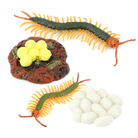 4Pcs Centipede Animal Growth Model Insect Life Growth Cycle Model Growth Stage Lifelike Animal Life Cycle Model Set