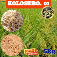 PADI UNGGUL K0l0S0B0 O1 ORIGINAL KEMASAN 5KG BISA COD